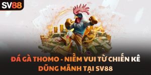 Đá gà Thomo - Niềm vui từ chiến kê dũng mãnh tại SV88