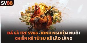 Đá Gà Tre SV88 - Kinh Nghiệm Nuôi Chiến Kê Từ Sư Kê Lão Làng